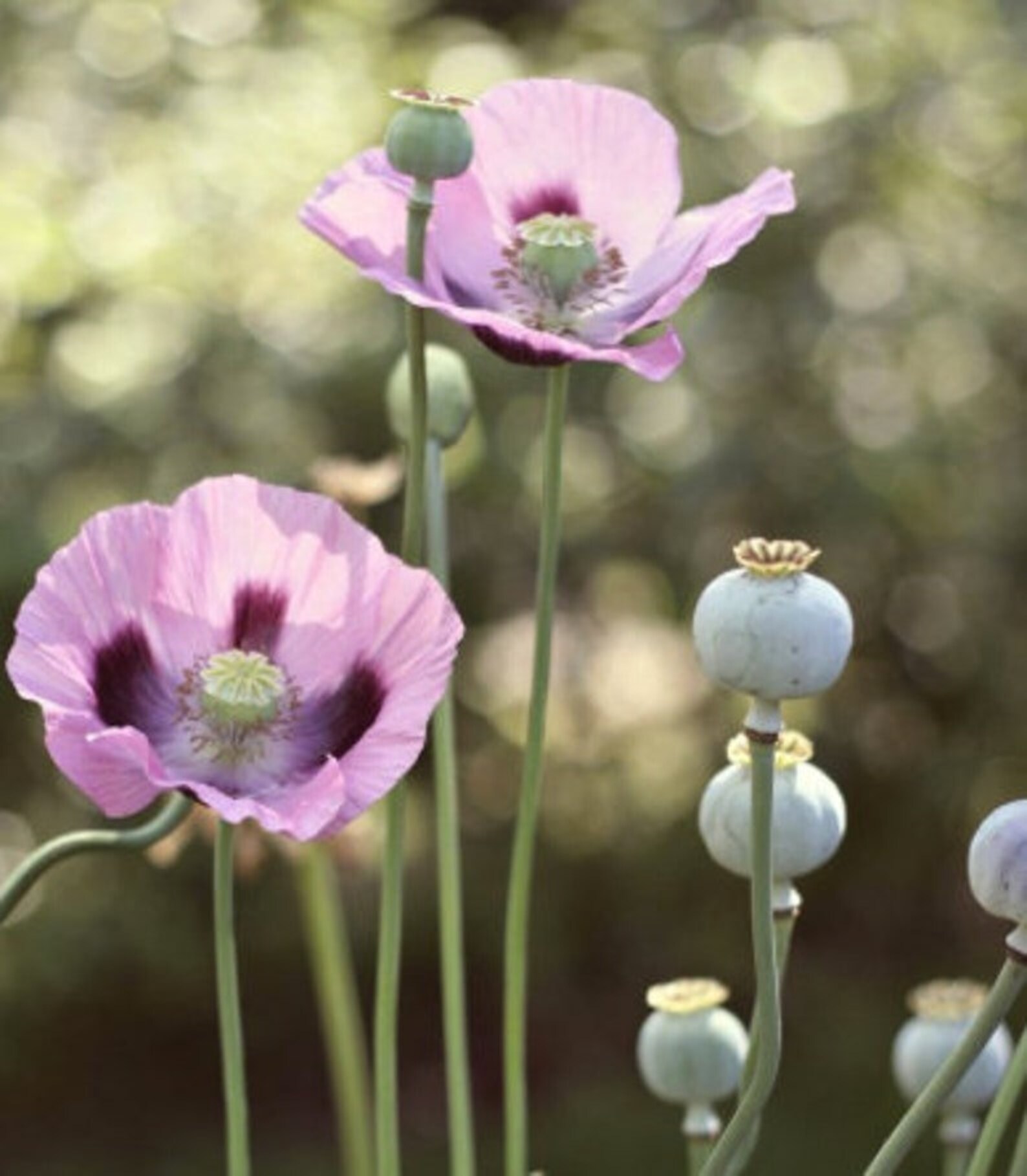Giant Rattle Poppy ' GIGANTEUM ' 30 Seeds/pkt Etsy