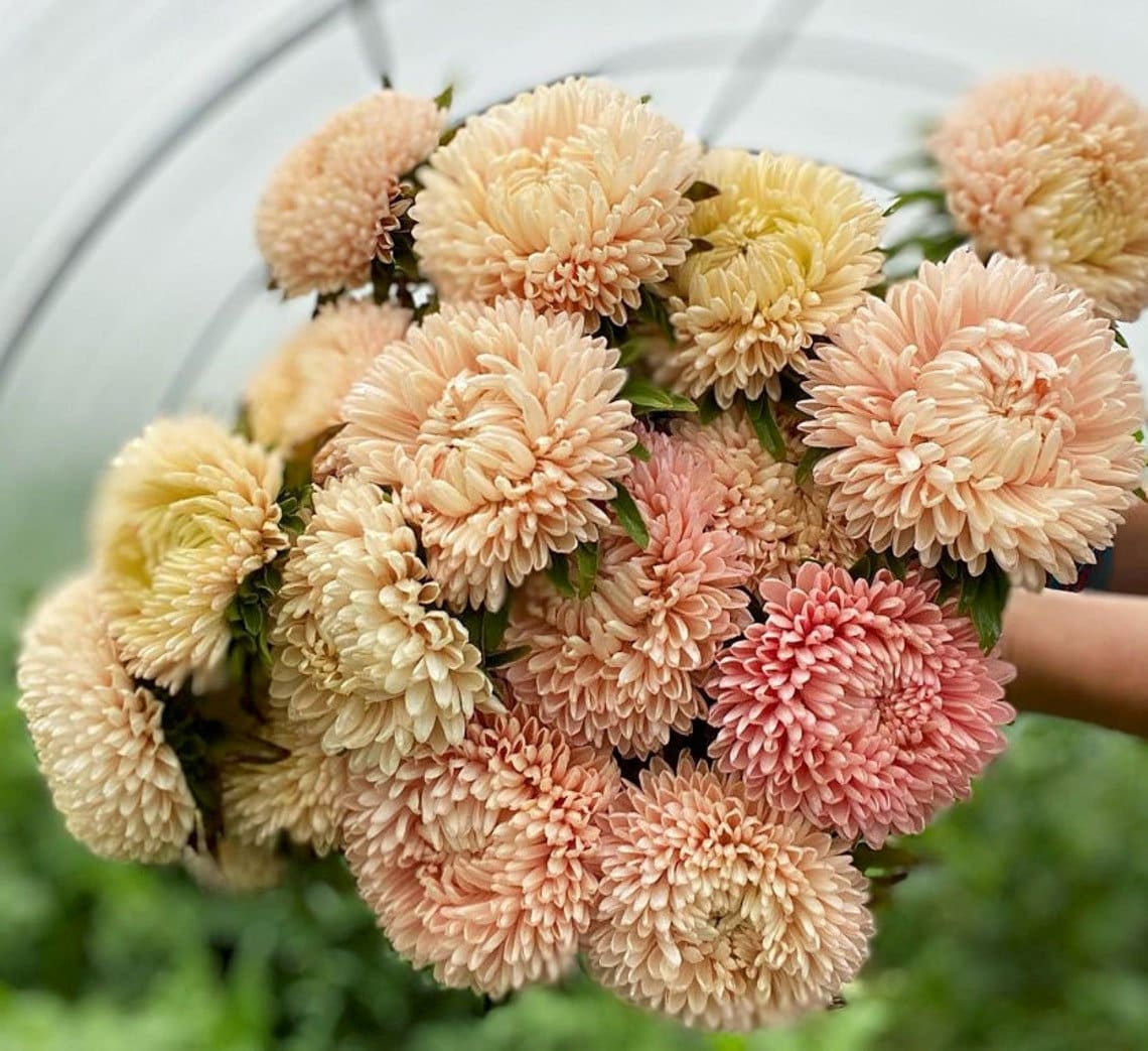 China Aster 'king Size Apricot ' 30/pkt Cut Flower Etsy