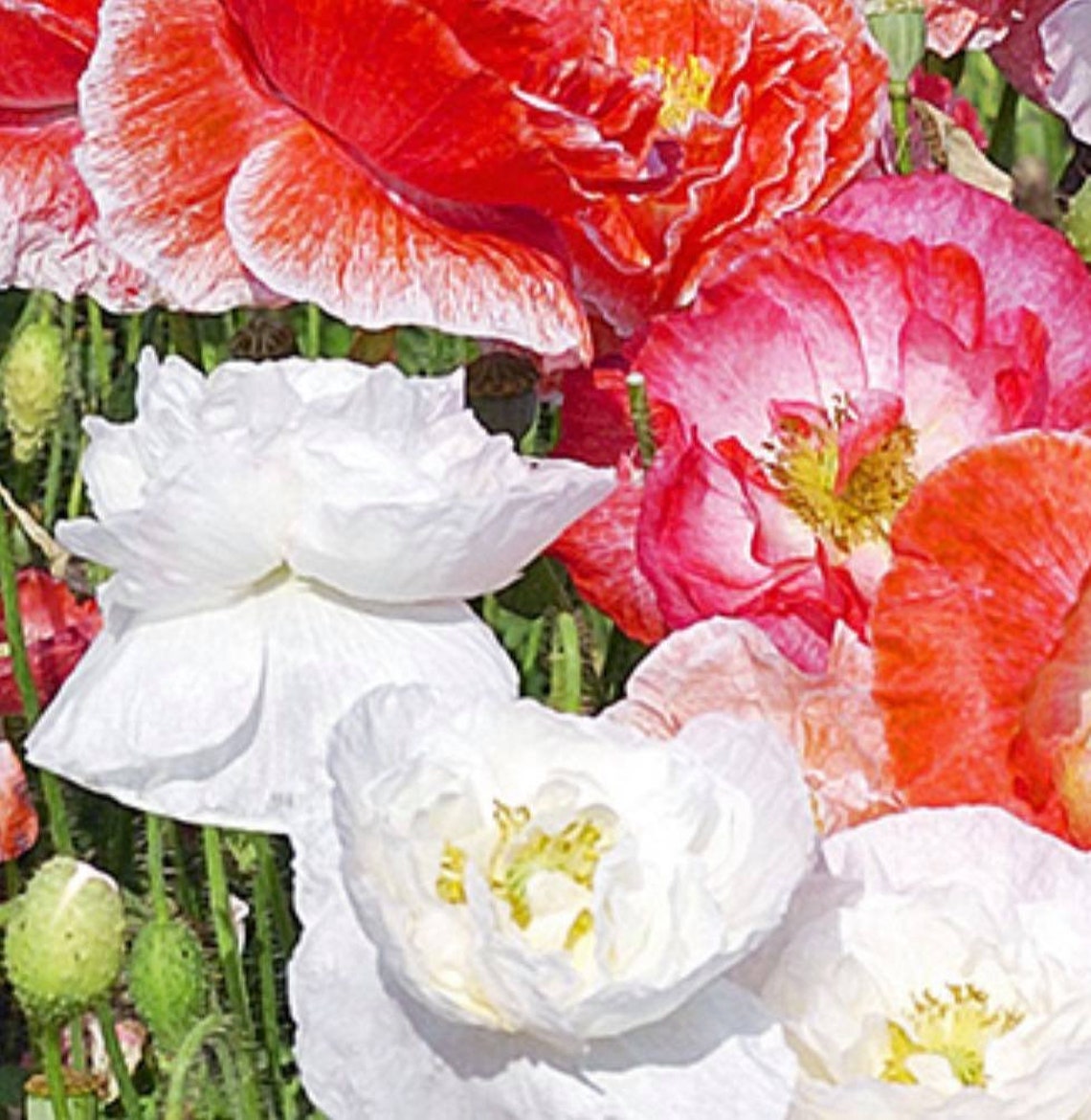 Poppy Shirley 'Falling in Love' 25/pkt Etsy España