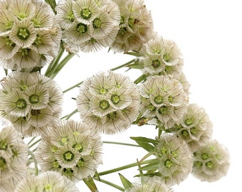 Scabiosa 'Drumsticks' Pincushion Flower Starflower 30 seeds