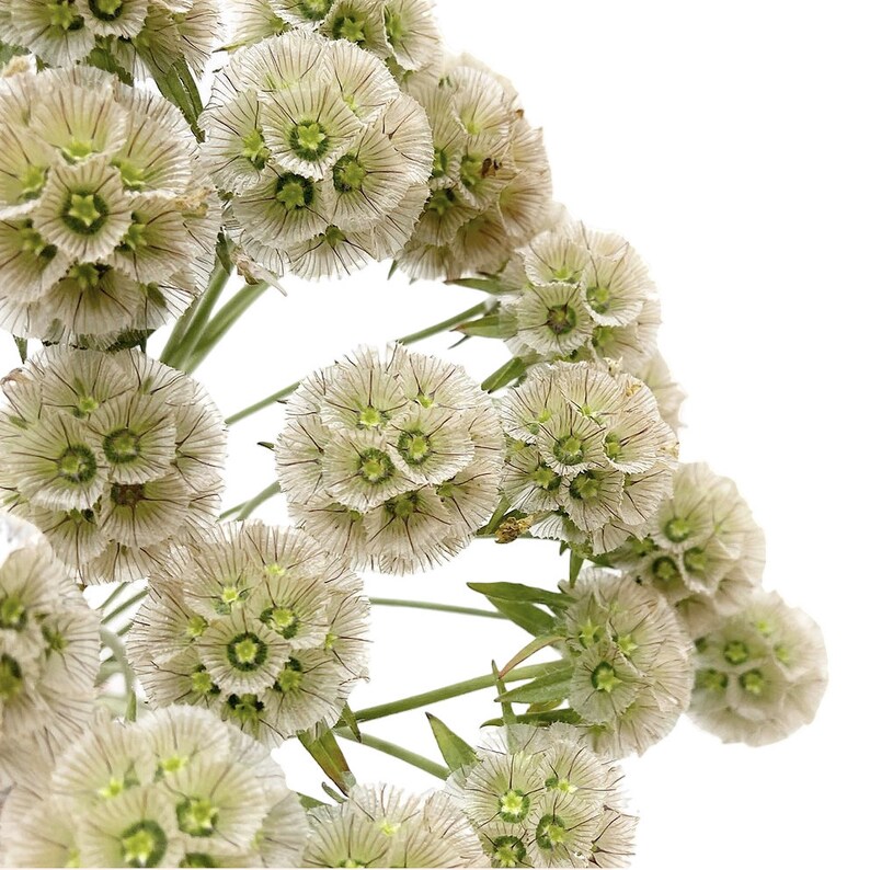 Scabiosa 'drumsticks' Pincushion Flower Starflower 30 Etsy