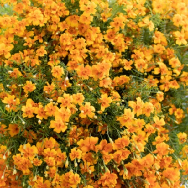 Marigold 'Tangerine Gem' 30 seeds per packet