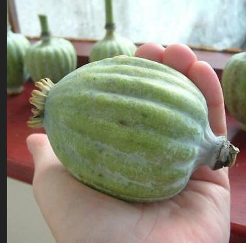 Giant Rattle Poppy ' GIGANTEUM ' 30 Seeds/pkt Etsy