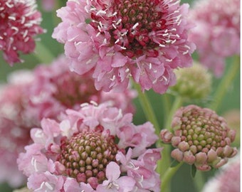 SCABIOSA Salmon Queen 30 seeds/pkt