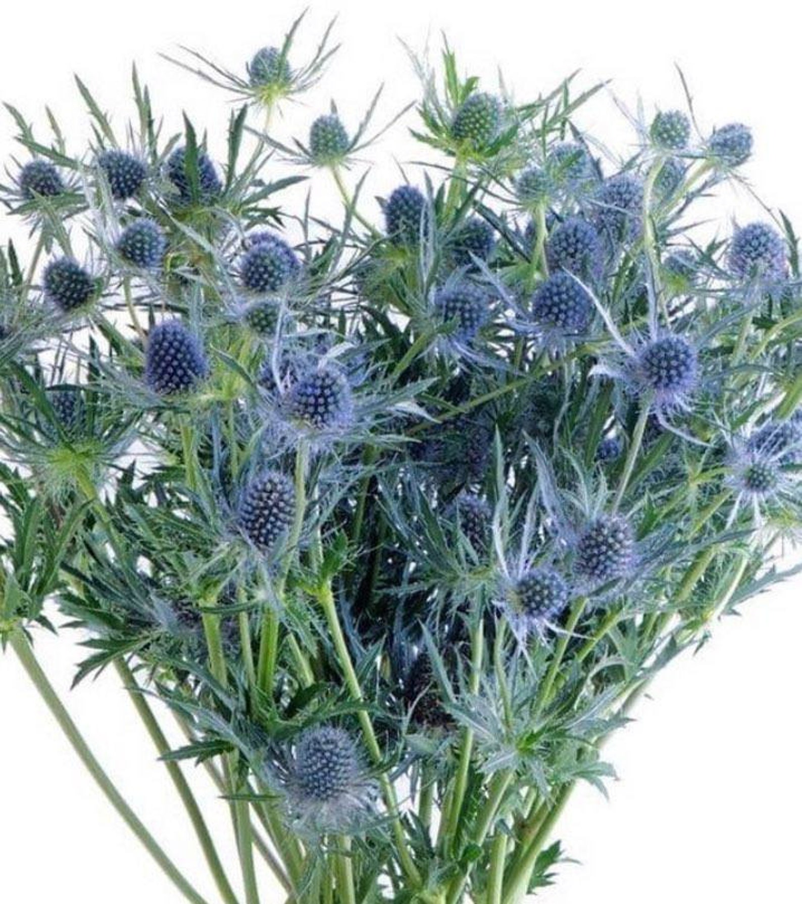Eryngium 'blue Glitter ' See Holly Etsy