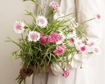 Novelty Tall Florist Type Bachelor's Buttons 'Classic Romantic' 50/pkt Cut Flower, Wedding Flower