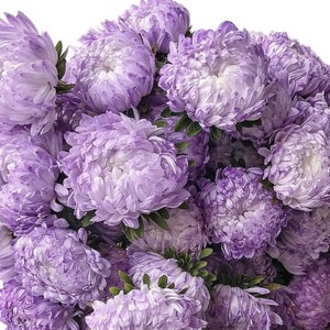 China Aster &#39;Tower Silver &#39; 30 seeds