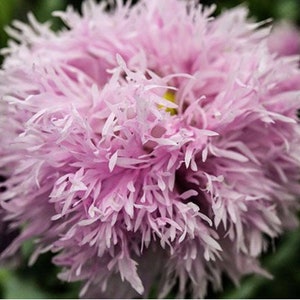 May include: A close-up of a pink, feathery flower with a white center. The flower is in full bloom and has a soft, delicate texture.