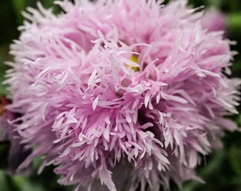 LILAC POMPOM POPPY 30 seeds