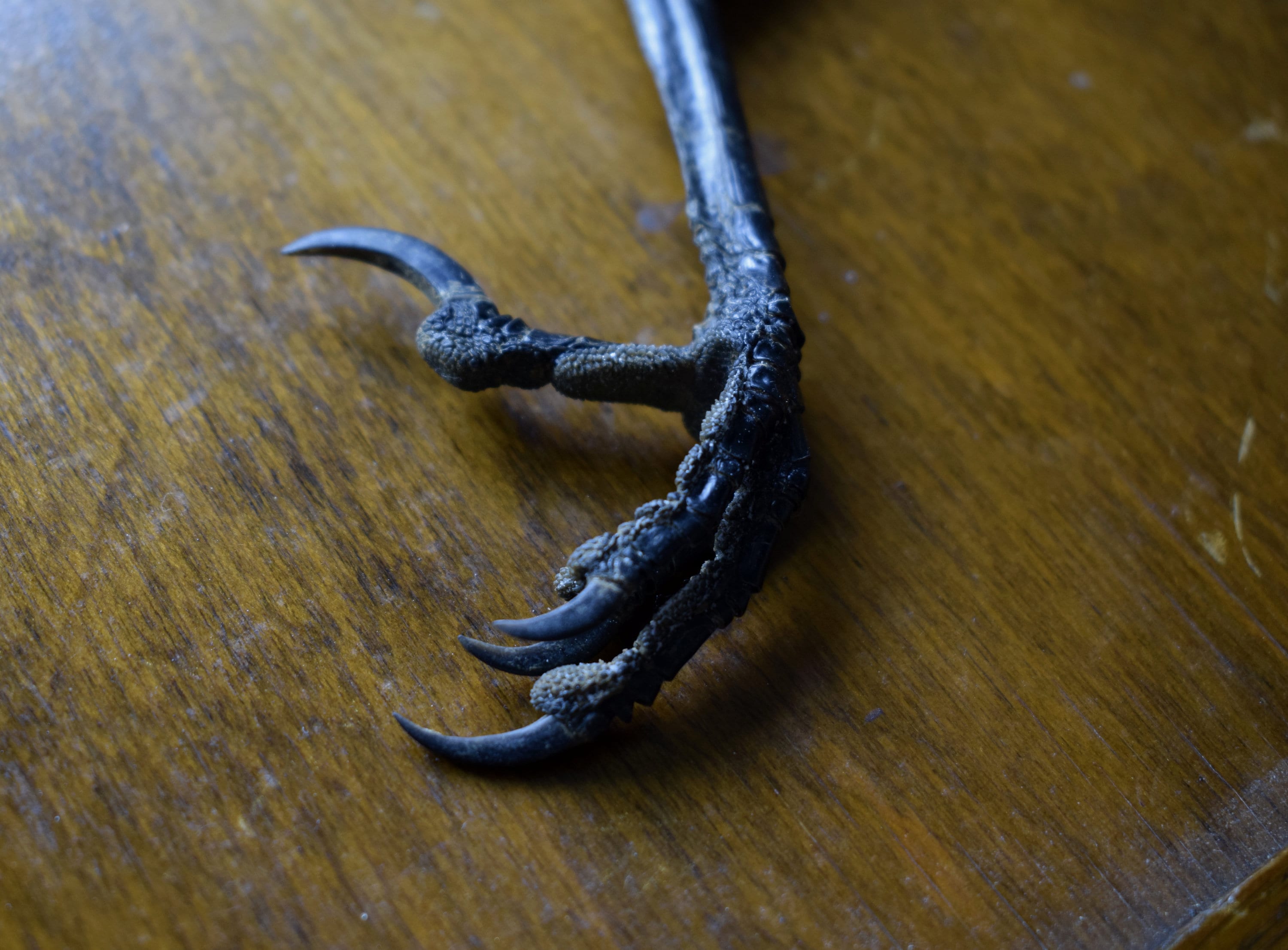 Taxidermy crow foot crow foot craft supply craft grade Etsy