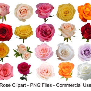 Rose Clipart, Rose Clip Art, Rose Illustration, Roses Png, Instant Download, Commercial Use