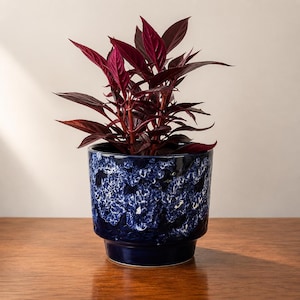 Op de afbeelding: Een kamerplant met diep bordeauxrode, puntige bladeren in een cilindervormige keramische plantenpot. De pot heeft een glanzend donkerblauw glazuur met een textuur van witte en marineblauwe spikkels rondom het bovenste gedeelte.