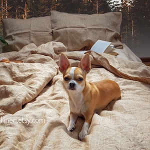 Puede incluir: Un peque&ntilde;o perro chihuahua marr&oacute;n y blanco sentado en una cama con una funda n&oacute;rdica de lino beige y dos almohadas de lino beige. La cama est&aacute; delante de una pared con un papel tapiz con una escena de bosque.