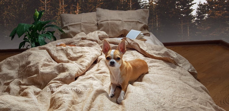 Puede incluir: Un peque&ntilde;o perro chihuahua marr&oacute;n y blanco sentado en una cama con una funda n&oacute;rdica de lino beige y dos almohadas de lino beige. La cama est&aacute; delante de una pared con un papel tapiz con una escena de bosque.
