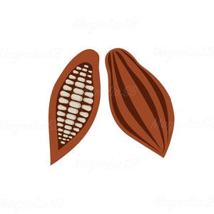 Könnte beinhalten: Illustration von zwei Kakaoschoten. Eine Schote ist ganz und zeigt vertikale braune Streifen. Die andere Schote ist aufgeschnitten und zeigt Reihen weißer Kakaobohnen. Die Schoten sind braun auf weißem Hintergrund.