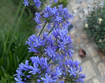 Rizomi di Agapanthus