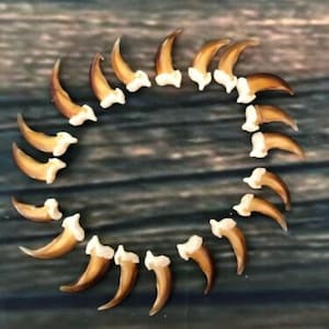 20 Real Coyote Claws!