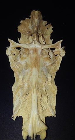 Vintage Jesus Crucifix Fish Skull Vintage Jesus Crucifix Fish Skull