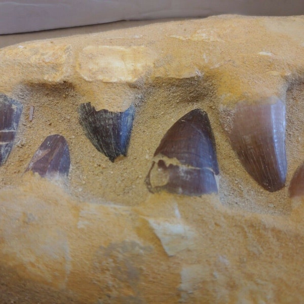 Fossil Mosasaur Jaw 6 1/2 in 6 teeth