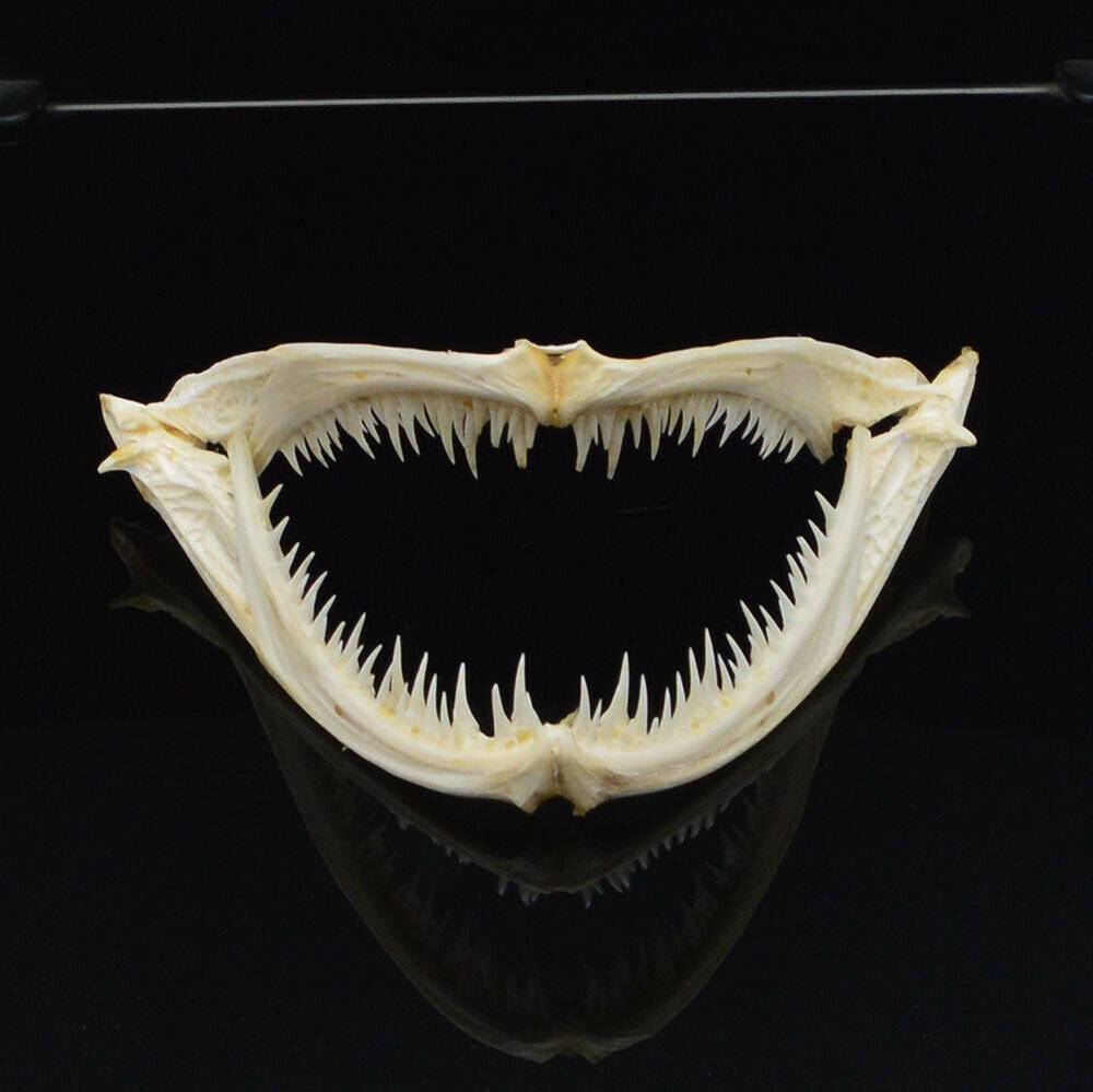 Very Rare, Real Deep Sea Angler Fish Jaws and Teeth!