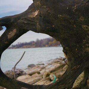 Driftwood