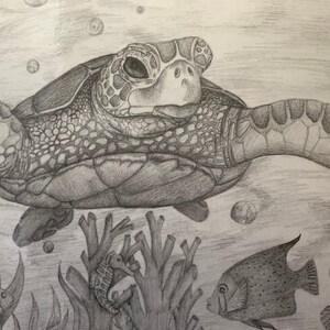 May include: A black and white pencil drawing of a sea turtle swimming in the ocean. The turtle is surrounded by bubbles and coral.