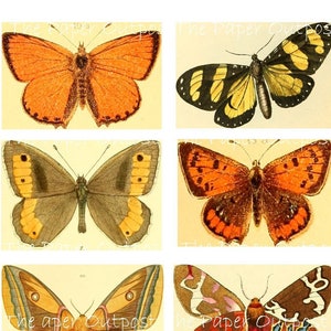 May include: A digital collage sheet featuring eight vintage illustrations of butterflies and moths. The butterflies and moths are depicted in various colors, including orange, brown, yellow, black, and white. The illustrations are set against a white background.