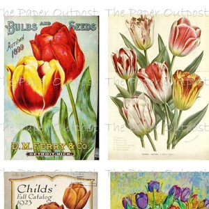TULPEN TULIPS Digikit Digital Printable Printables Digikits Digi kit Tulip Download Blume Blumen The Paper Outpost Shop ThePaperOutpost