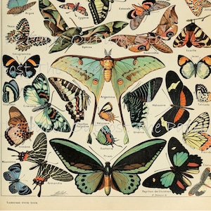 WINGS OF WONDER Immagine stampabile digitale, Digikit Butterfly & Bird Download istantaneo paper outpost shop Paper Outpost ThePaperOutpost