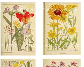 Utskrivbara bergsblommor: Vintage botanisk Digikit (digital nedladdning)