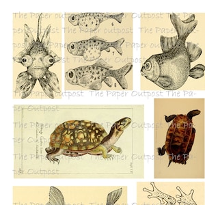 Water Creatures Vintage Digikit kit digital digital imprimível kit digital digi vintage ThePaperOutpost antigo papel tartaruga posto avançado efêmera