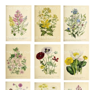 Wildflowers of Britain Digikit Digital Printable Printables - Etsy