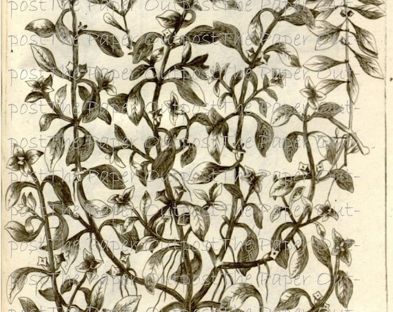 Botanical Sketches 1697 Vintage Digikit digital kit printable digi kit digikit plants images ThePaperOutpost old sketches the paper outpost