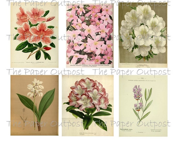 BOTANICAL FLORALS Printable Digital Download Printable Image, Digikit flower floral botanical paper outpost shop Paper Outpost PaperOutpost