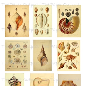 Puede incluir: Nueve ilustraciones vintage de diferentes conchas marinas. Las ilustraciones están en blanco y negro y en tonos sepia y presentan dibujos detallados de las conchas.