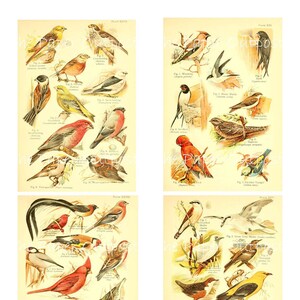 BIRD WATCHER Druckbare Digitaler Download Druckbare Vogel beobachten Vögel singen Vogel vintage digikit Papier papierOutpost Shop PaperOutpost