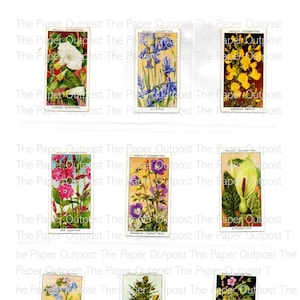 Flor n.° 2 DigiKit Efímeras de flores Imágenes de flores antiguas Adornos para diario basura Imágenes florales Tarjetas de flores digikit The Paper Outpost