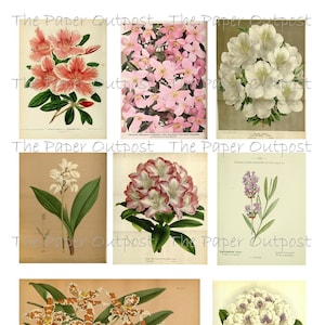 BOTANISCHE BLOEMEN Afdrukbare digitale download Afdrukbare afbeelding, Digikit bloem bloemen botanisch papier buitenpost shop Paper Outpost PaperOutpost