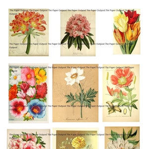 Kit numérique Digikit vintage Blooms of Beauty, kit numérique digi numérique imprimable fleurs ThePaperOutpost fleurs florales de l'avant-poste en papier