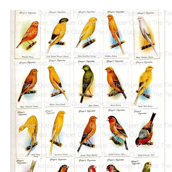 Exotic Birds Vintage Cards Digital Kit Digital Printable Kit Junk Journals Vintage Collectible Bird Ogden Cigarette Cards  The Paper Outpost