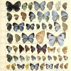 Schmetterling Flügel Vintage Digikit digitales kit druckbares digi kit digikit Schmetterlinge Bilder ThePaperOutpost Schmetterling Flügel das Papier Außenposten
