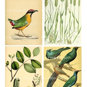 Kit digital con tema vintage verde Kit digital Kit digital imprimible digital Tema verde Pájaros de color verde ThePaperOutpost El puesto avanzado de papel