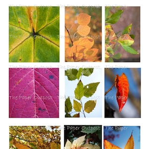 Autumn Leaves Printable Images: Fall Scrapbook Paper (Digital Download)