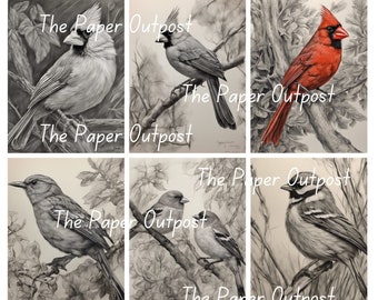 BIRDS IN CHARCOAL Digikit digi kit digital printable digital bird, birds, bird drawing, bird illustration ThePaperOutpost paper outpost shop