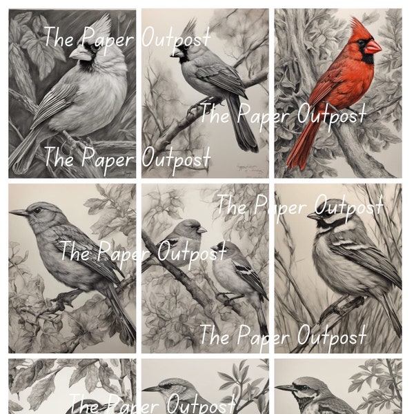 BIRDS IN CHARCOAL Digikit digi kit digital printable digital bird, birds, bird drawing, bird illustration ThePaperOutpost paper outpost shop