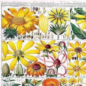 Botanica Exotica Vintage Digikit デジタルキット デジタル印刷可能 デジタルデジキット 花 花 ThePaperOutpost 植物 The Paper Outpost