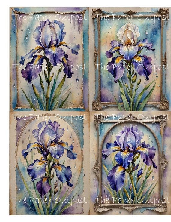 IRIS FLOWER Purple Blue Digikit Printable Image irises, purple blue flowers flower, botanical, floral ThePaperOutpost paper outpost shop pam