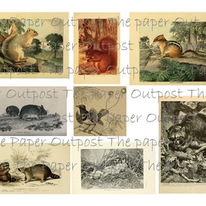 Peut inclure: Une collection d'illustrations vintage repr&eacute;sentant divers animaux de la for&ecirc;t, dont un &eacute;cureuil, un tamia, un raton laveur, une souris et un oiseau. Les illustrations sont en noir et blanc et pr&eacute;sentent un style d&eacute;taill&eacute; et r&eacute;aliste.