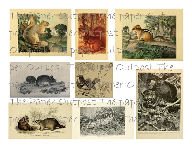 Peut inclure: Une collection d'illustrations vintage repr&eacute;sentant divers animaux de la for&ecirc;t, dont un &eacute;cureuil, un tamia, un raton laveur, une souris et un oiseau. Les illustrations sont en noir et blanc et pr&eacute;sentent un style d&eacute;taill&eacute; et r&eacute;aliste.