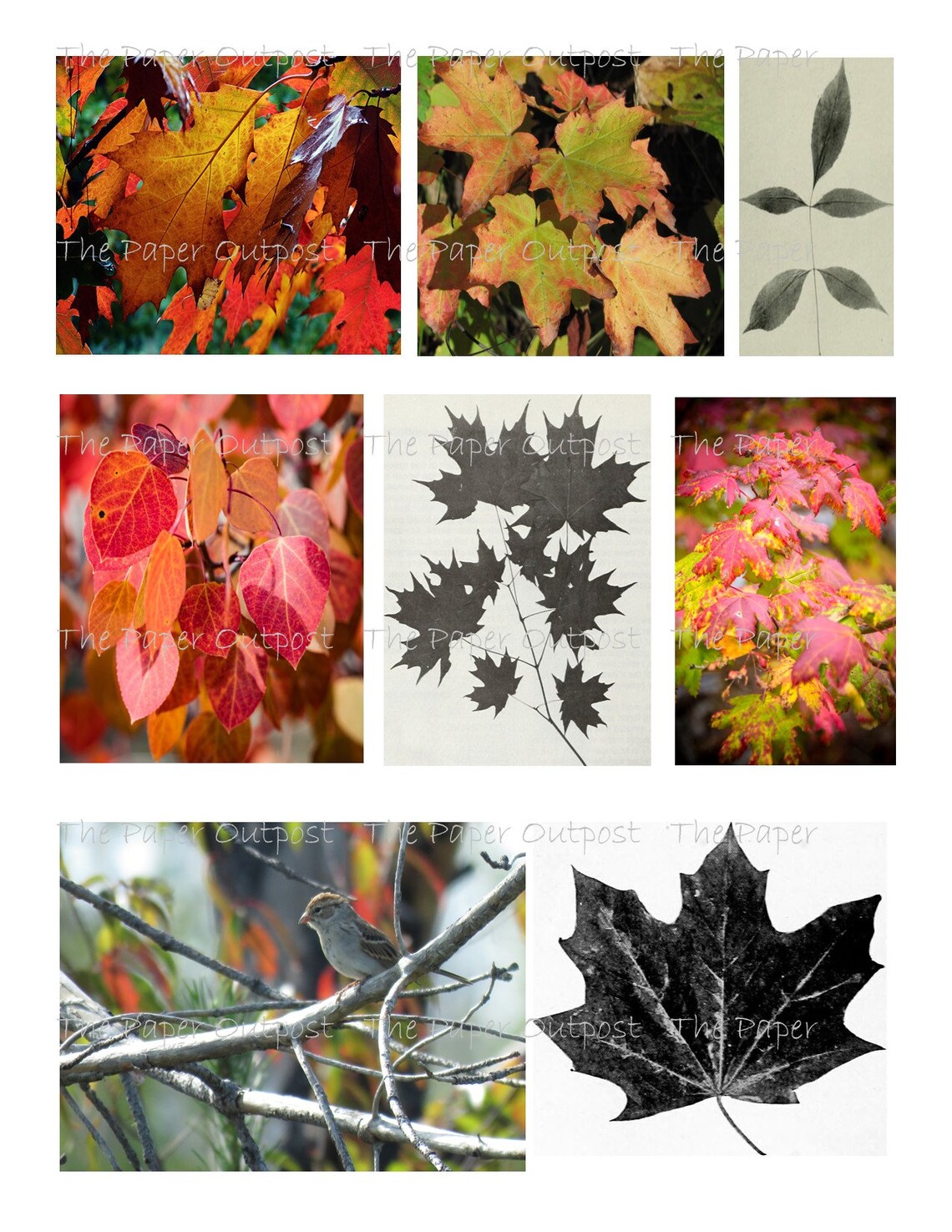 AUTUMN LEAVES Printable Digital Download Printable Image - Etsy